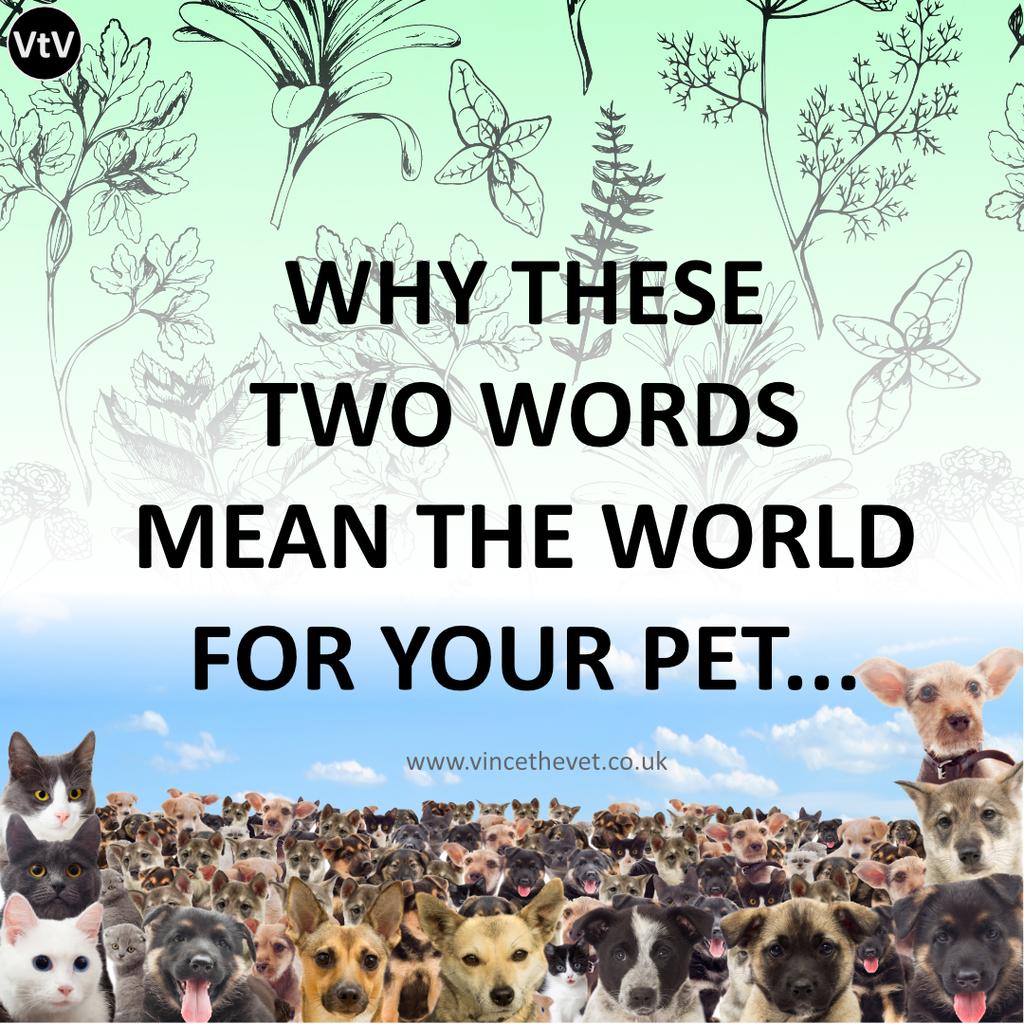 Why These Two Words Mean The World for Your Pet