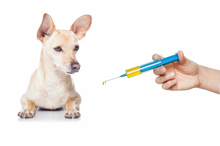 My Pet Is Being Vaccinated - How Can I Make It as Safe As Possible?