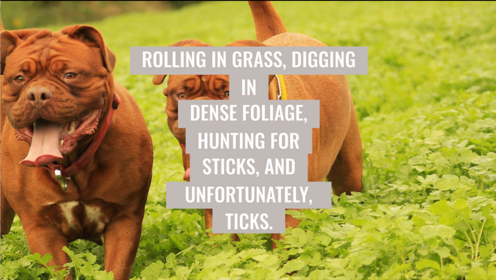 Lift-Twist and Tick Tickling: Top Two Ways To Remove A Tick Quickly and Safely From Your Dog!