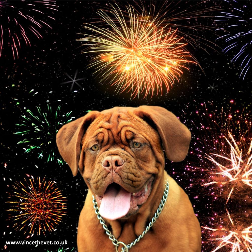 A Checklist For Keeping Your Pet Safe and Stress-free During The Firework Season