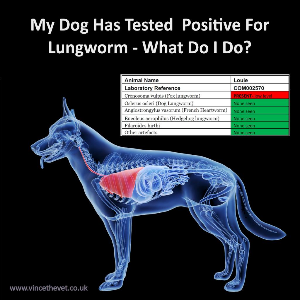 My Dog Has Tested Positive For Lungworm - What Do I Do?