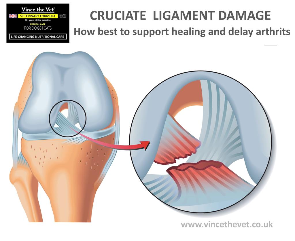 DAMAGED CRUCIATE LIGAMENT - HOW TO SUPPORT HEALING AND DELAY ARTHRITIS