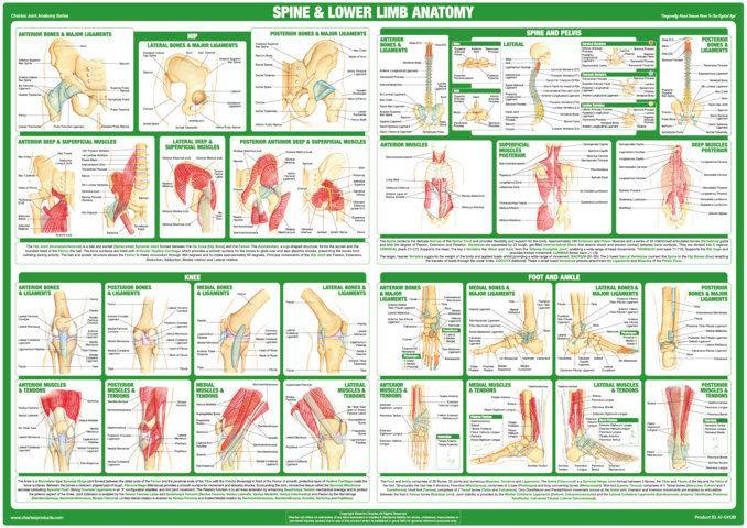 Lower Body and Spine Joint Anatomy Chart