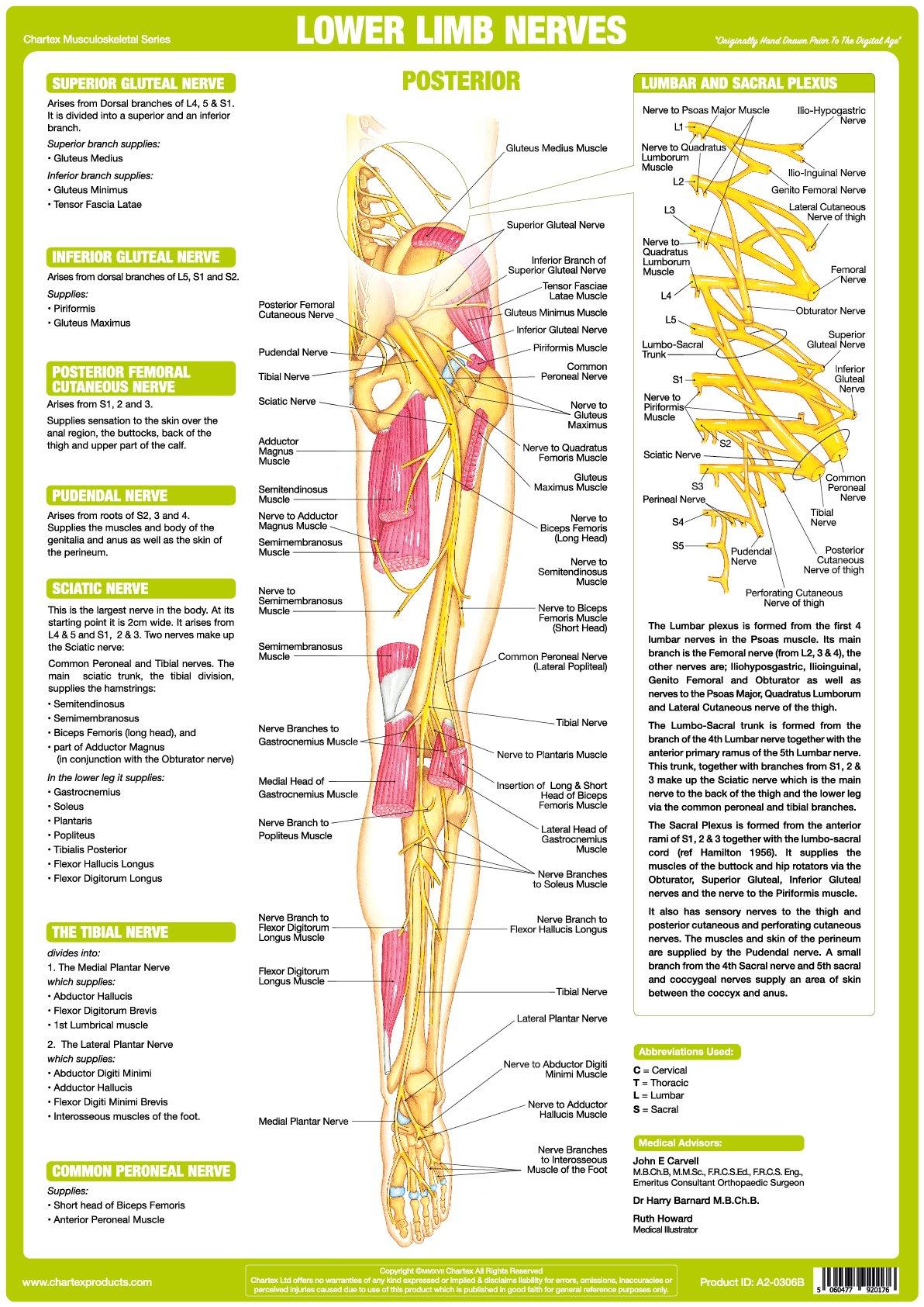 Nerve Anatomy Chart - Lower Limb Posterior