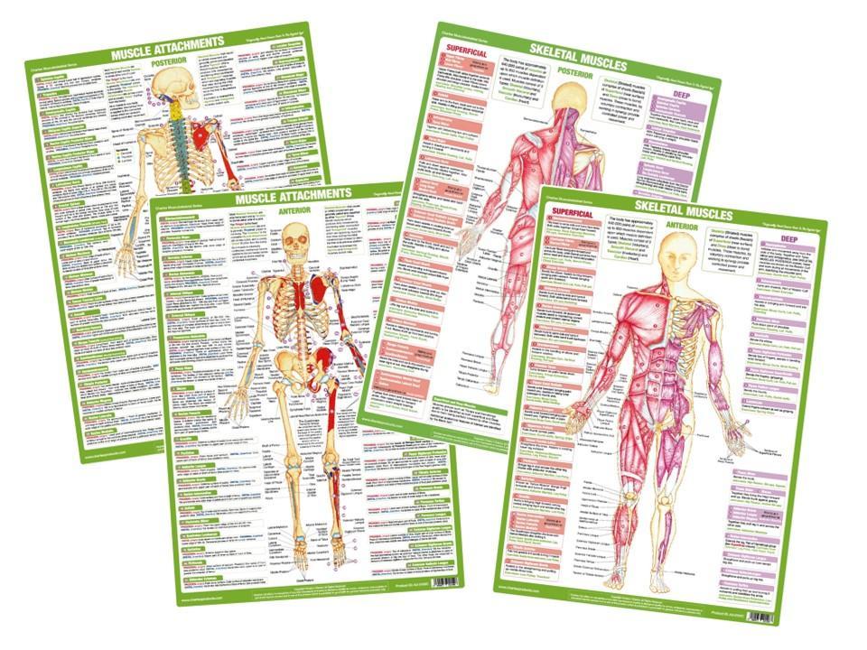 Muscle Anatomy Charts Set of 4