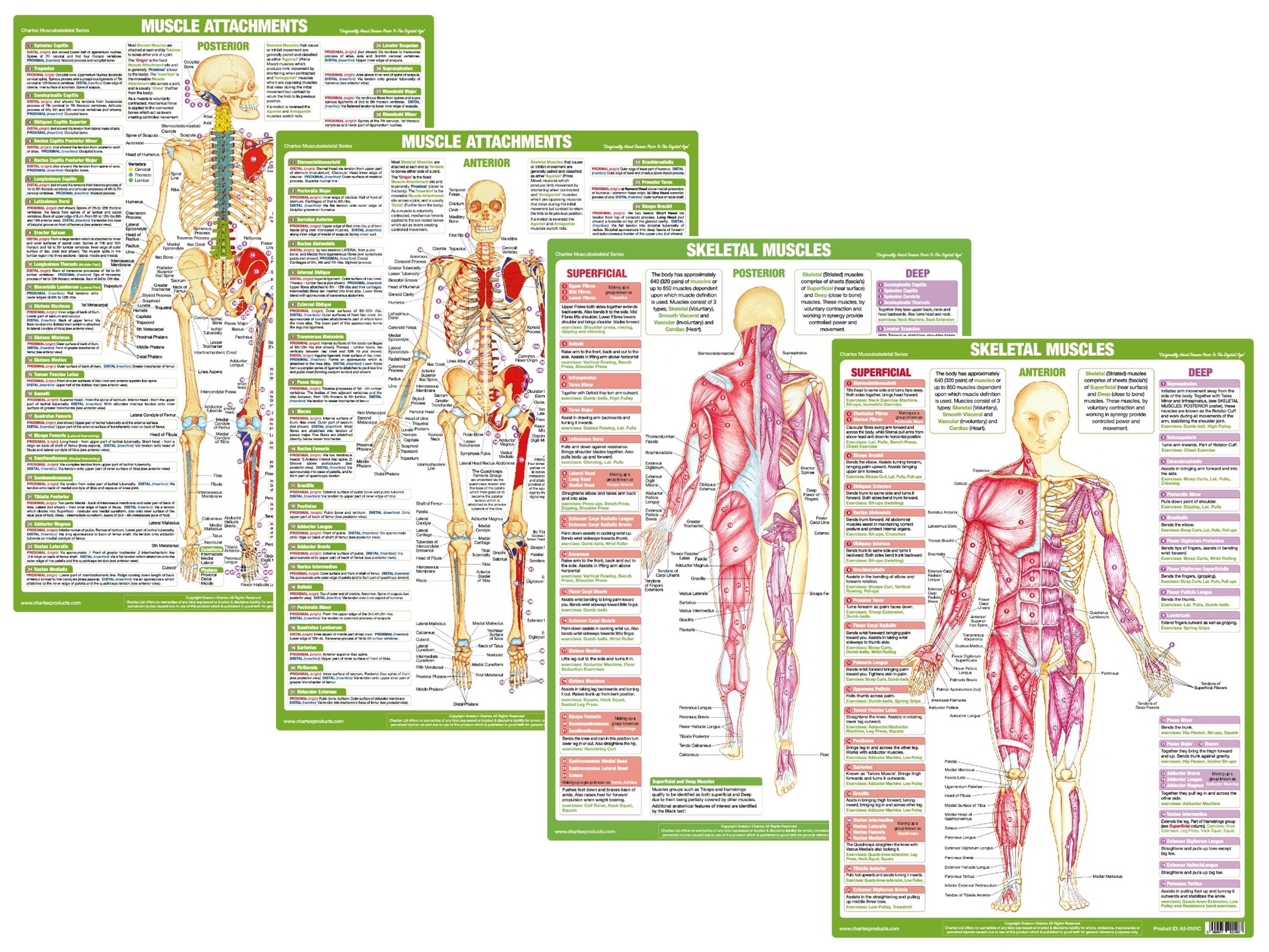 Muscle Anatomy Charts