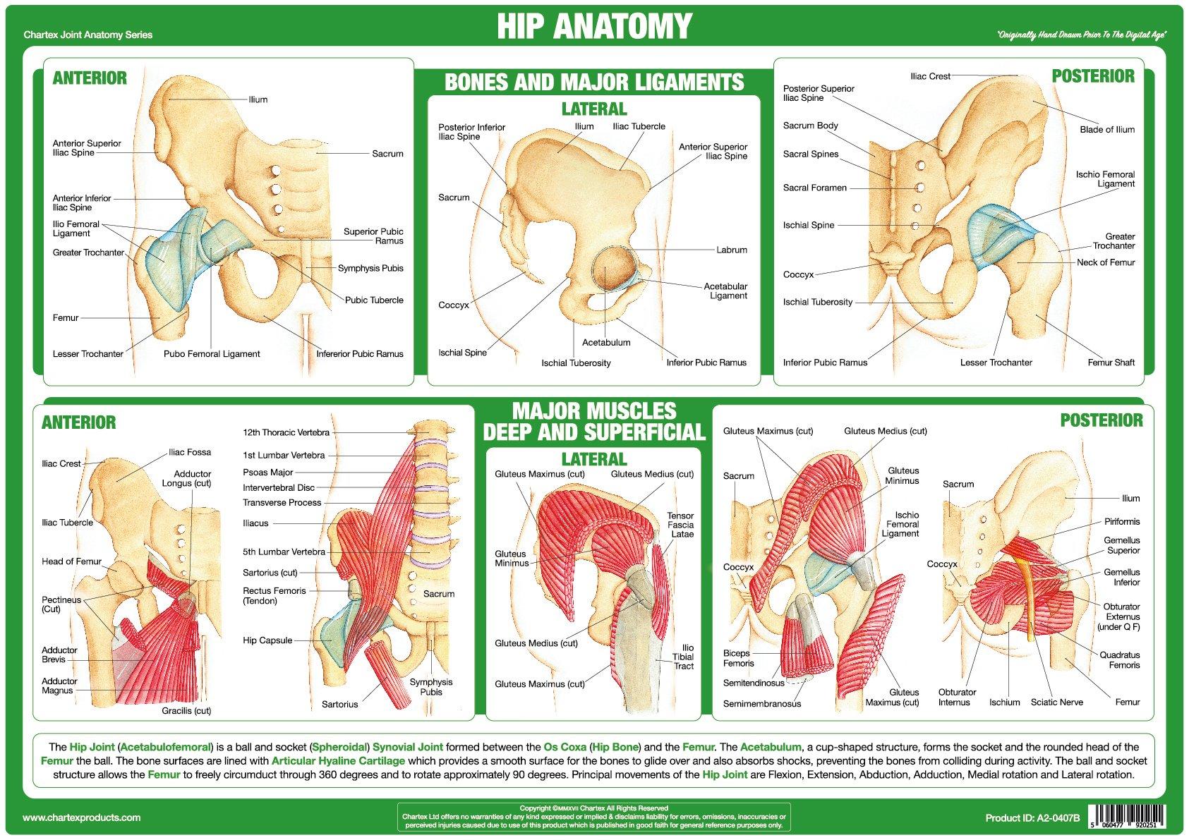 Hip Joint Anatomy Chart
