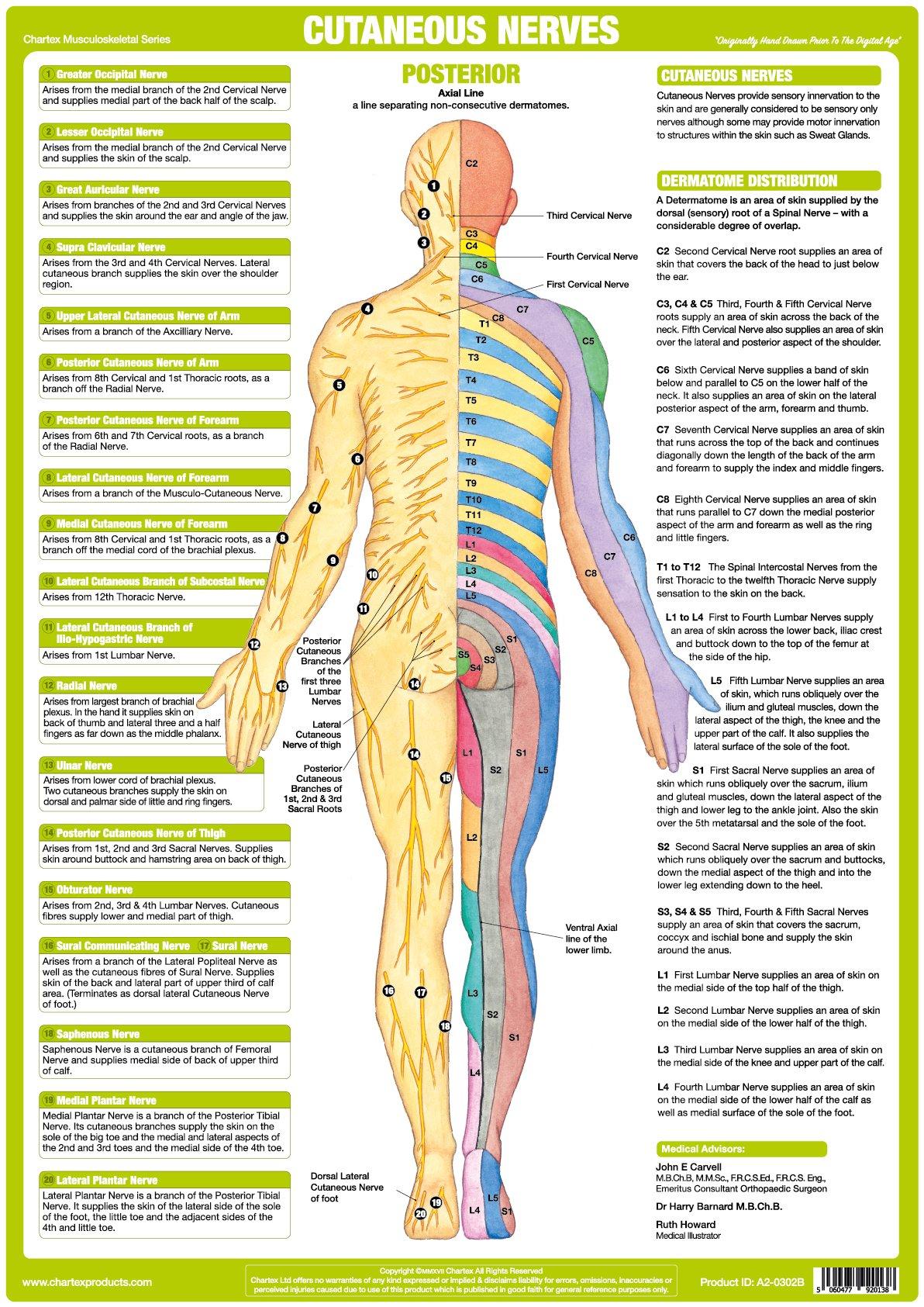 Nerve Anatomy Chart - Cutaneous Posterior