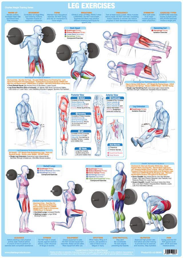 Leg Muscles Weight Training Bodybuilding Exercise Chart