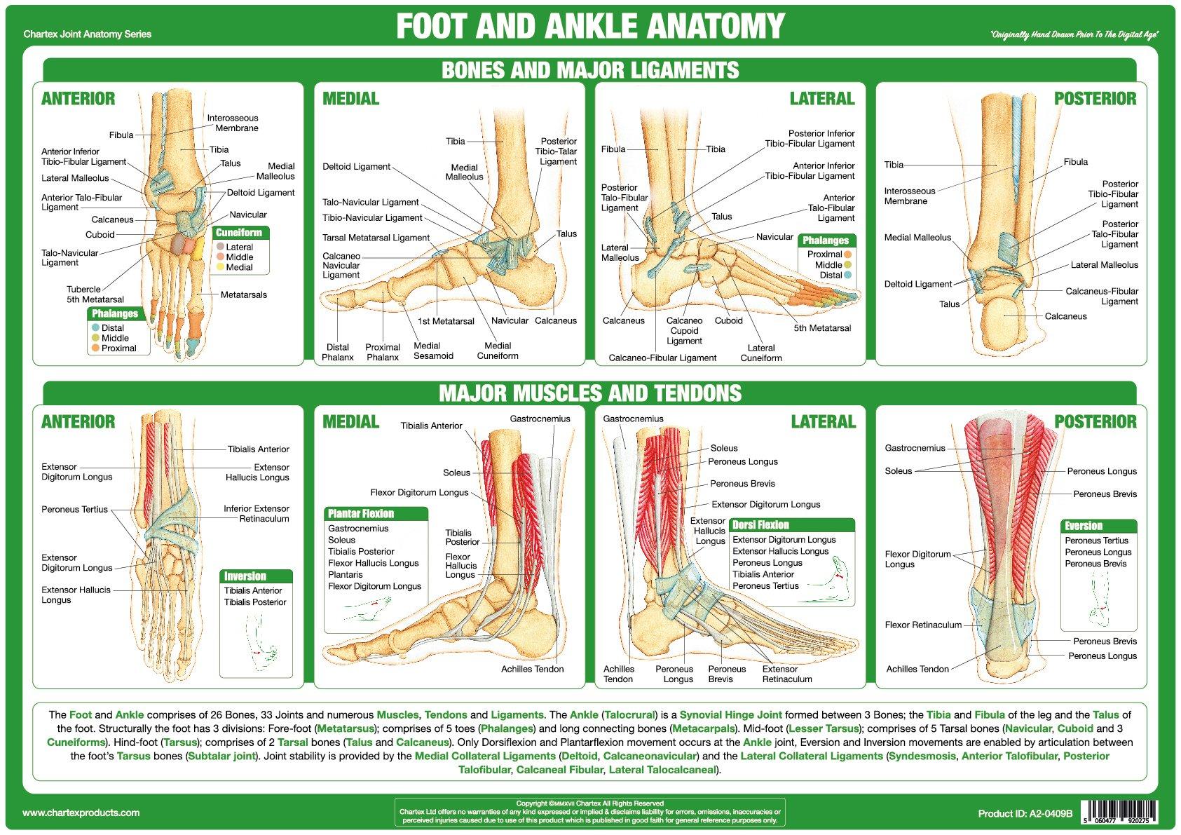 Foot and Ankle Joint Anatomy Chart
