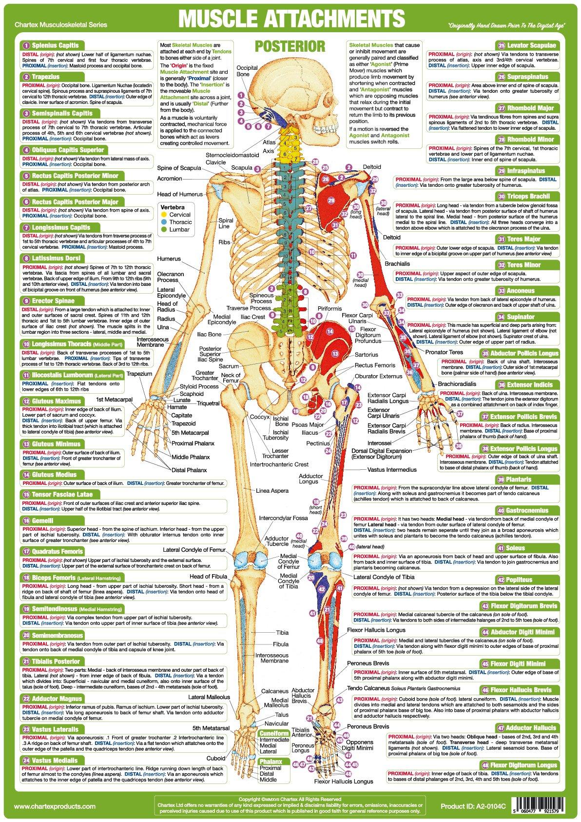 Muscle Attachments Anatomy Chart Posterior