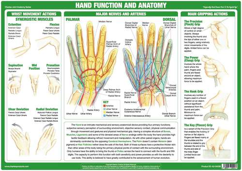 Hand Function and Anatomy Poster