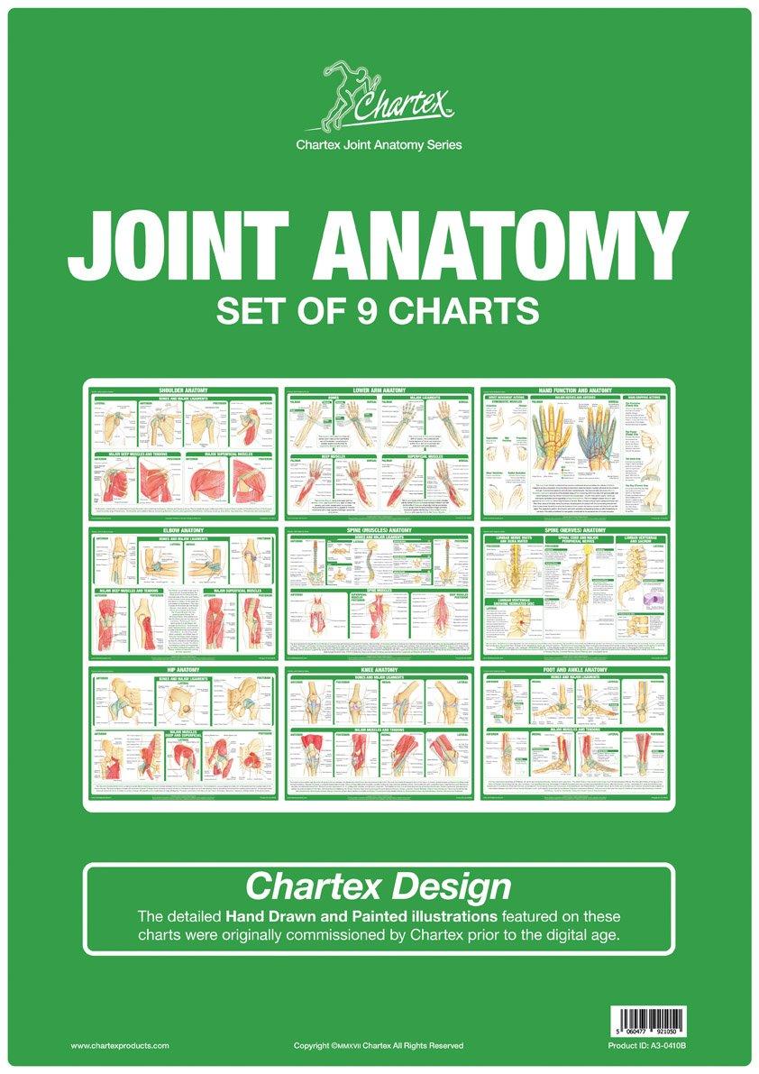 Human Body Joint Anatomy Charts Set of 9