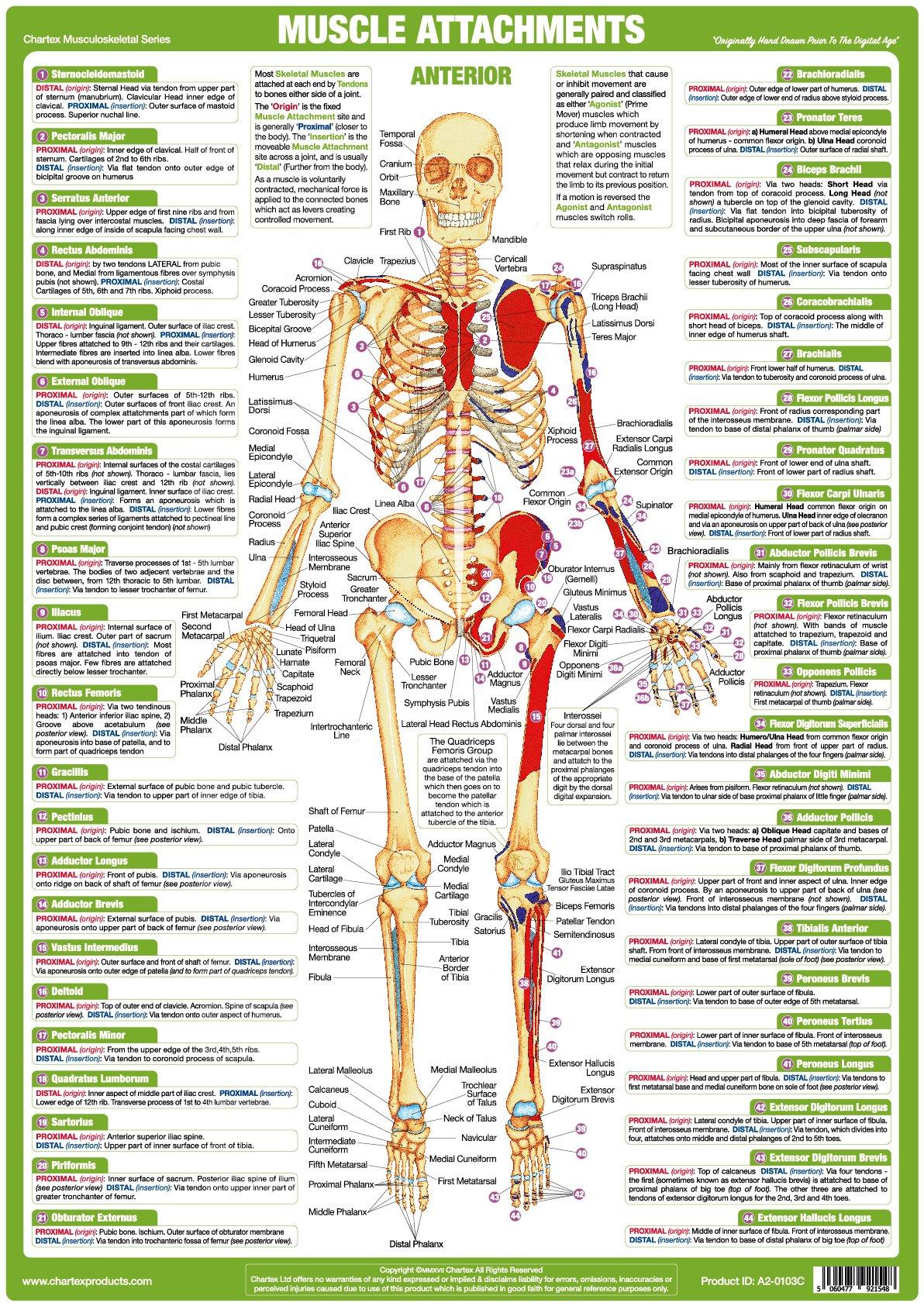 Muscle Attachments Anatomy Chart Anterior