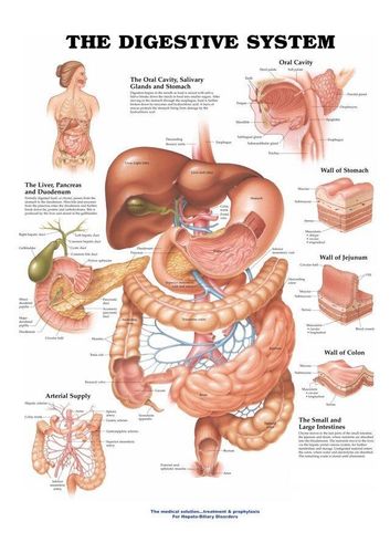 Digestive System Anatomy Chart identifies and illustrates organs