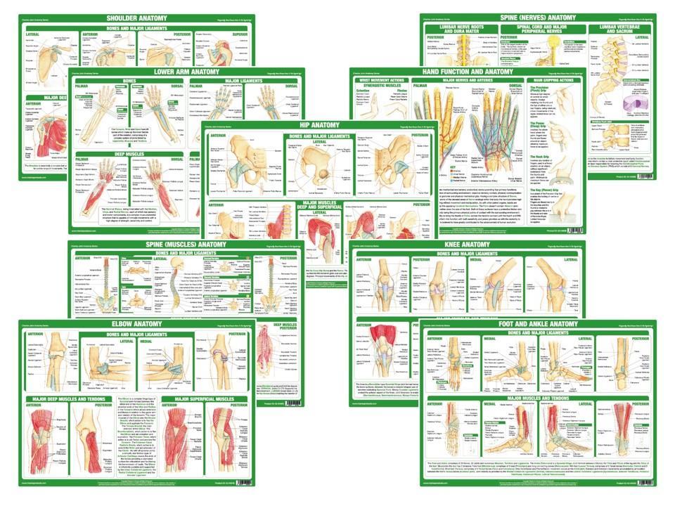 Joint Anatomy Charts