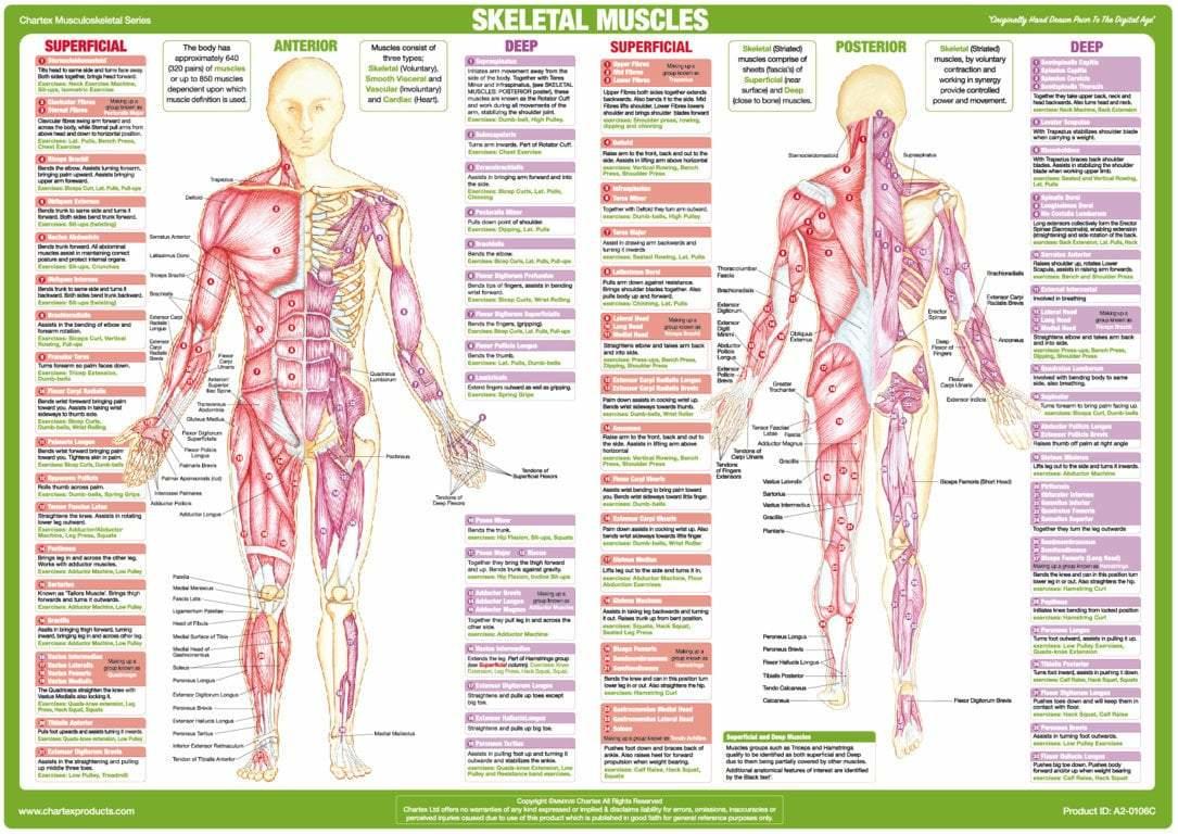 Muscle Anatomy Chart Anterior and Posterior