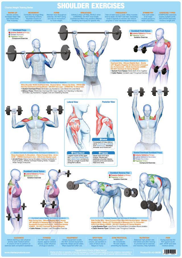 Shoulder Muscles Weight Training Bodybuilding Exercise Chart