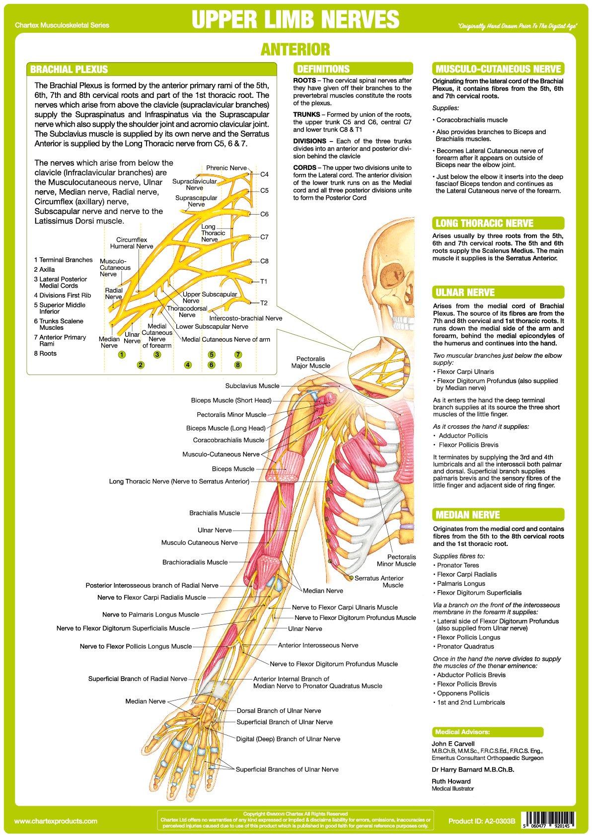 Upper Limb Nerve Chart - Anterior