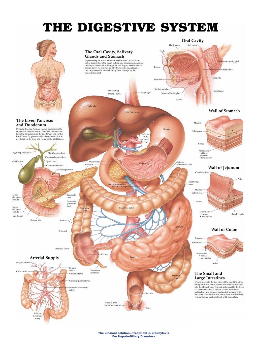 digestive system