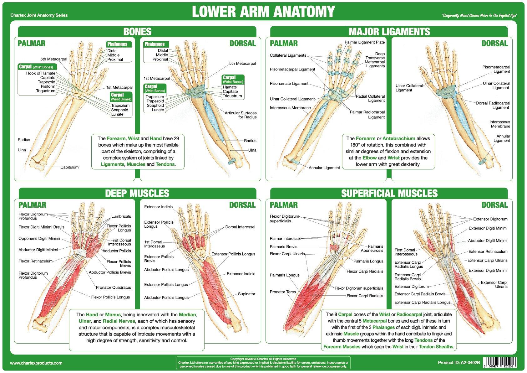 Lower Arm Anatomy Chart