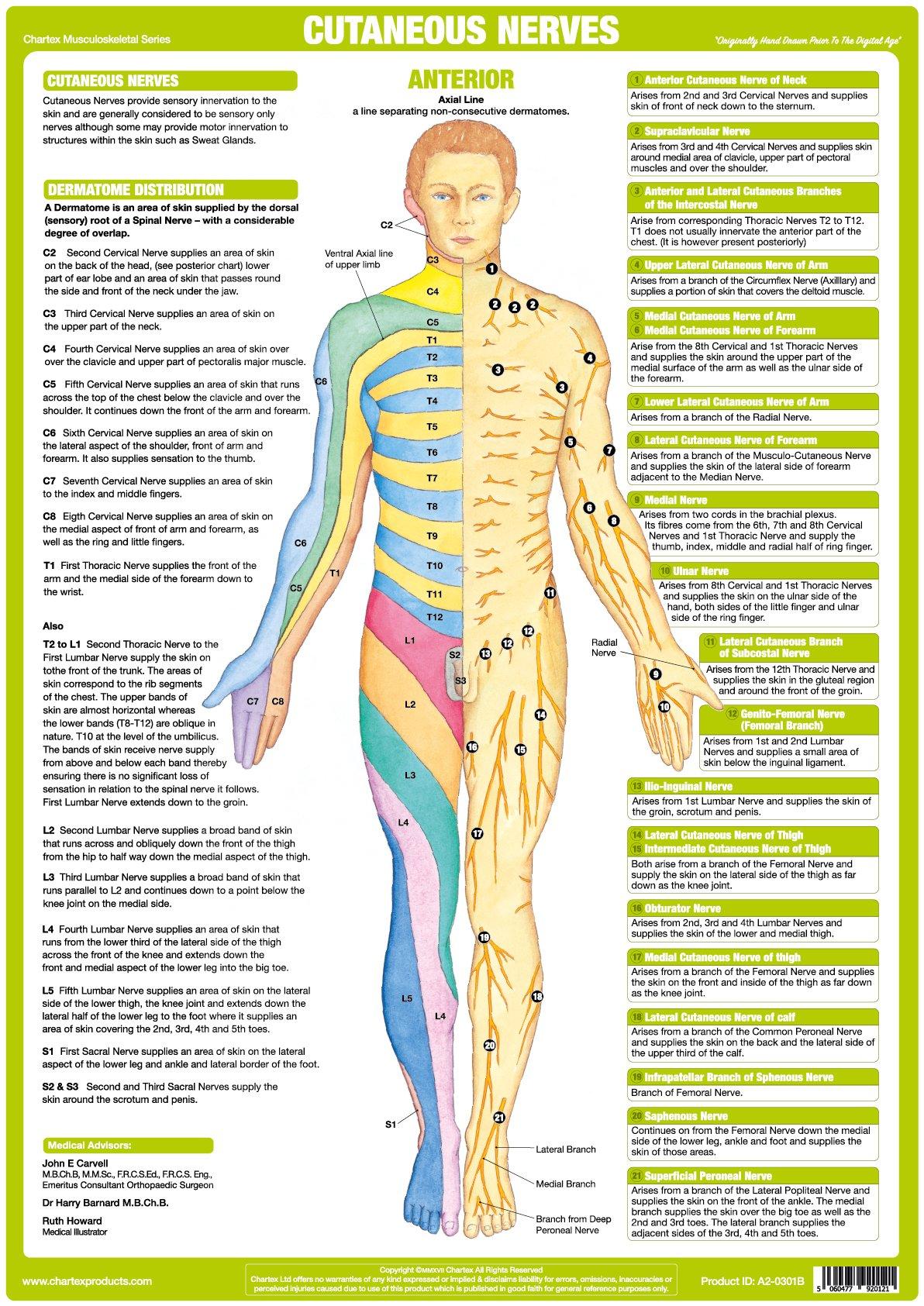 Nerve Anatomy Chart - Cutaneous Anterior