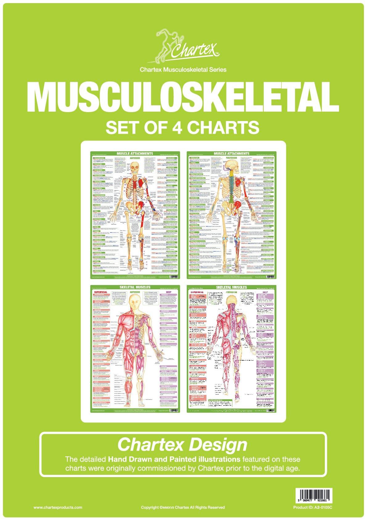 Muscle Anatomy Charts Set of 4