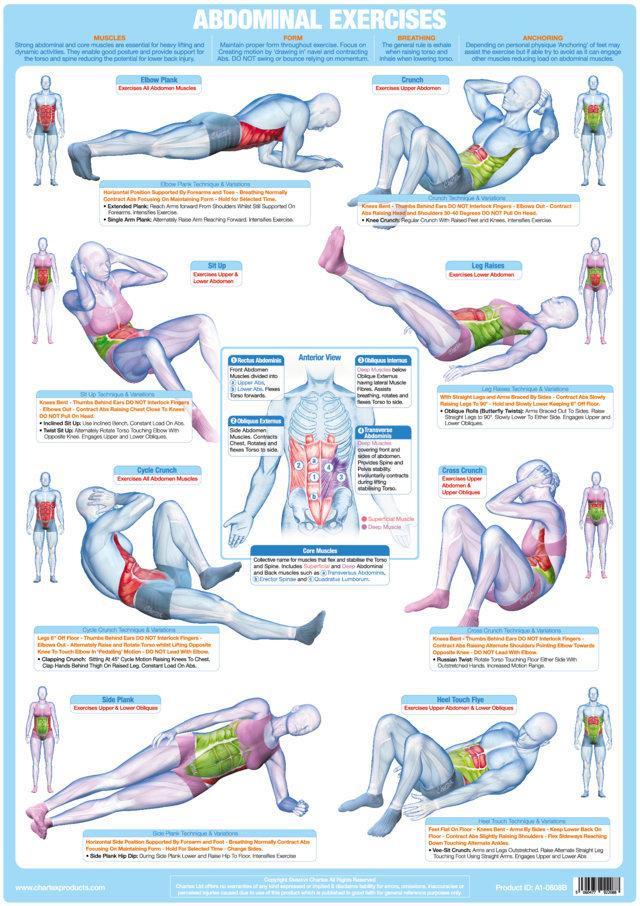 Abdominal And Core Muscles Exercise Chart