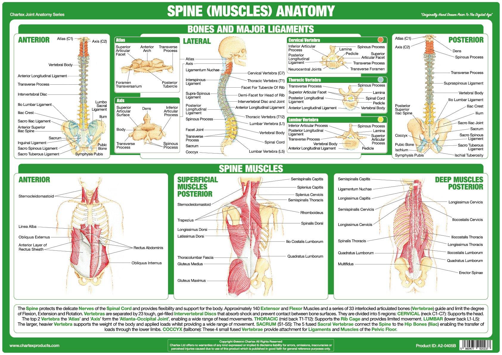 Spine Muscles Anatomy Chart