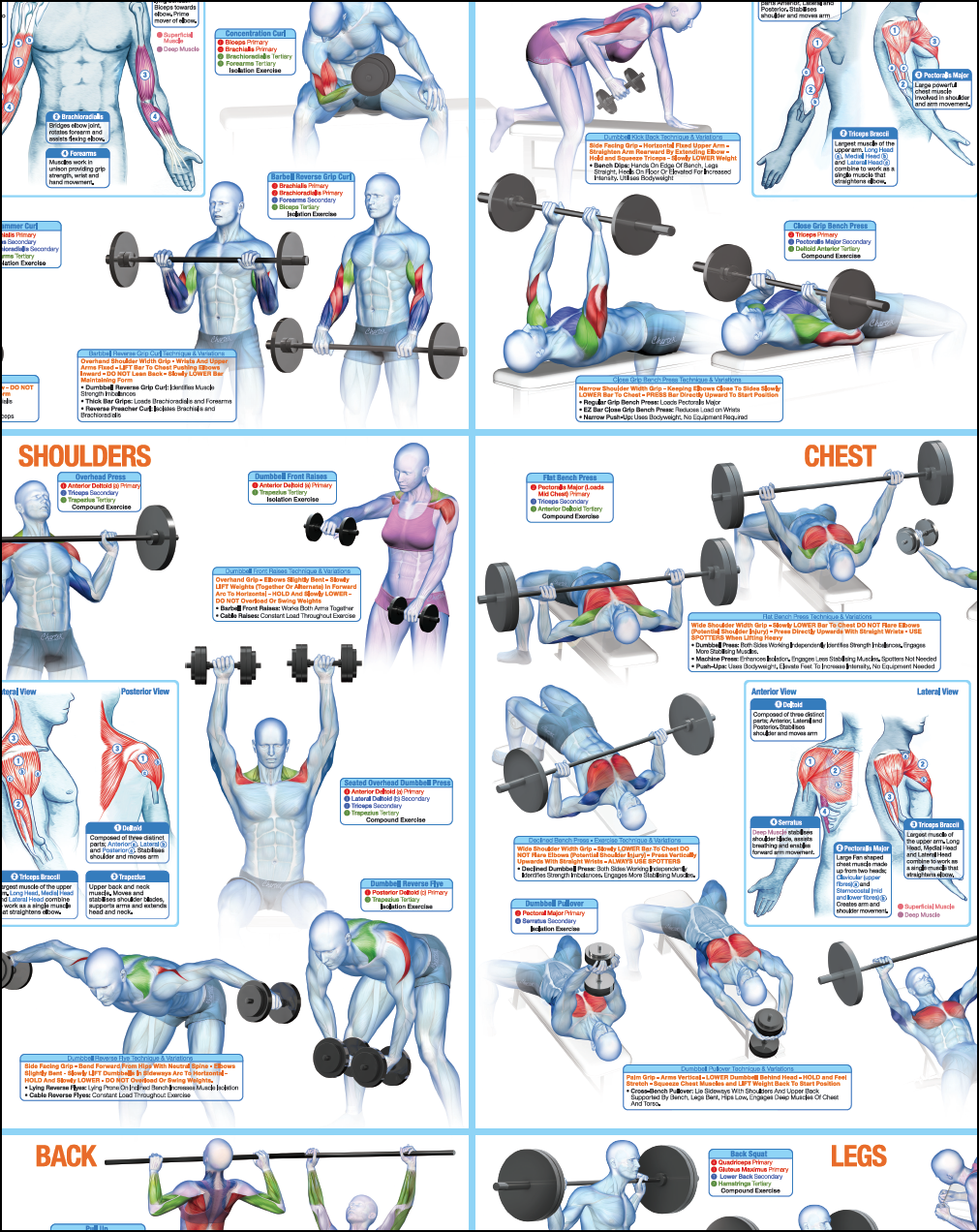 Weight Training Poster, Bodybuilding, Dumbbell, Barbell, Exercise Chart