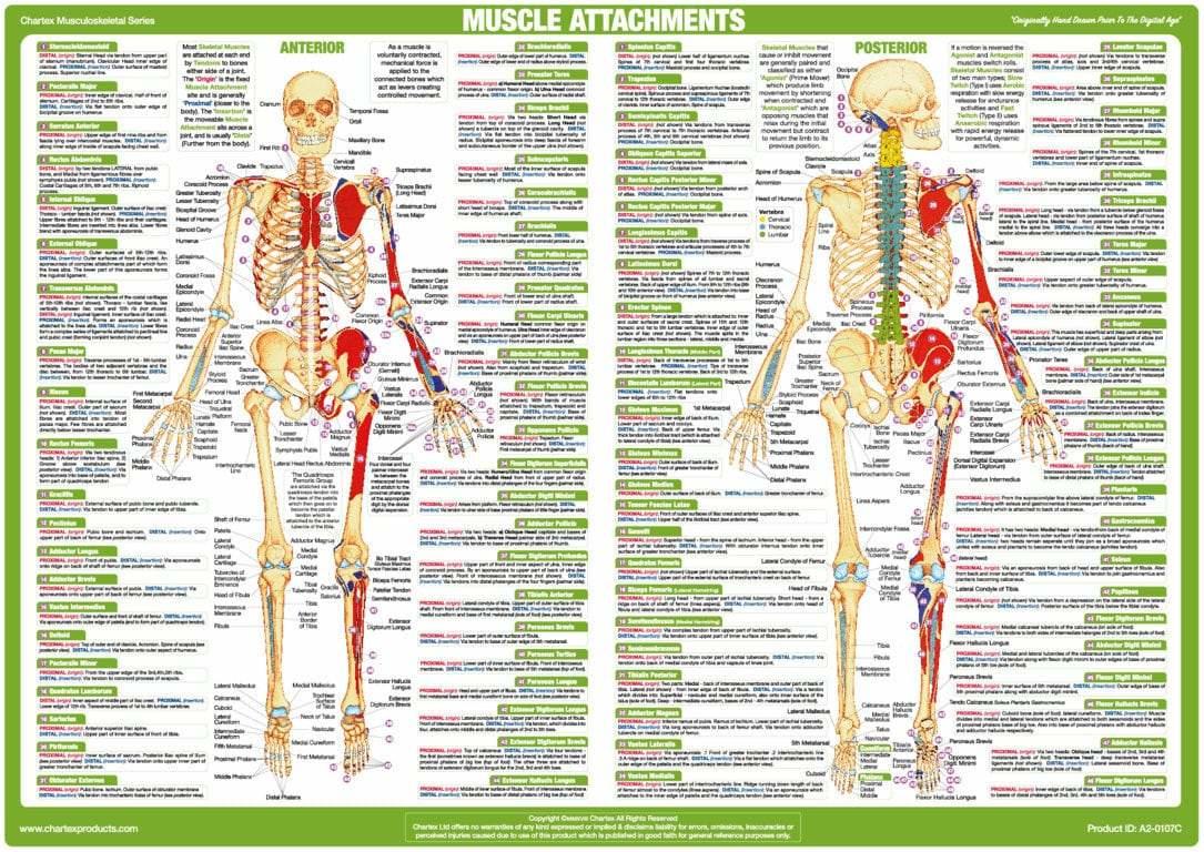 Muscle Attachment Anatomy Chart Anterior and Posterior Aspect