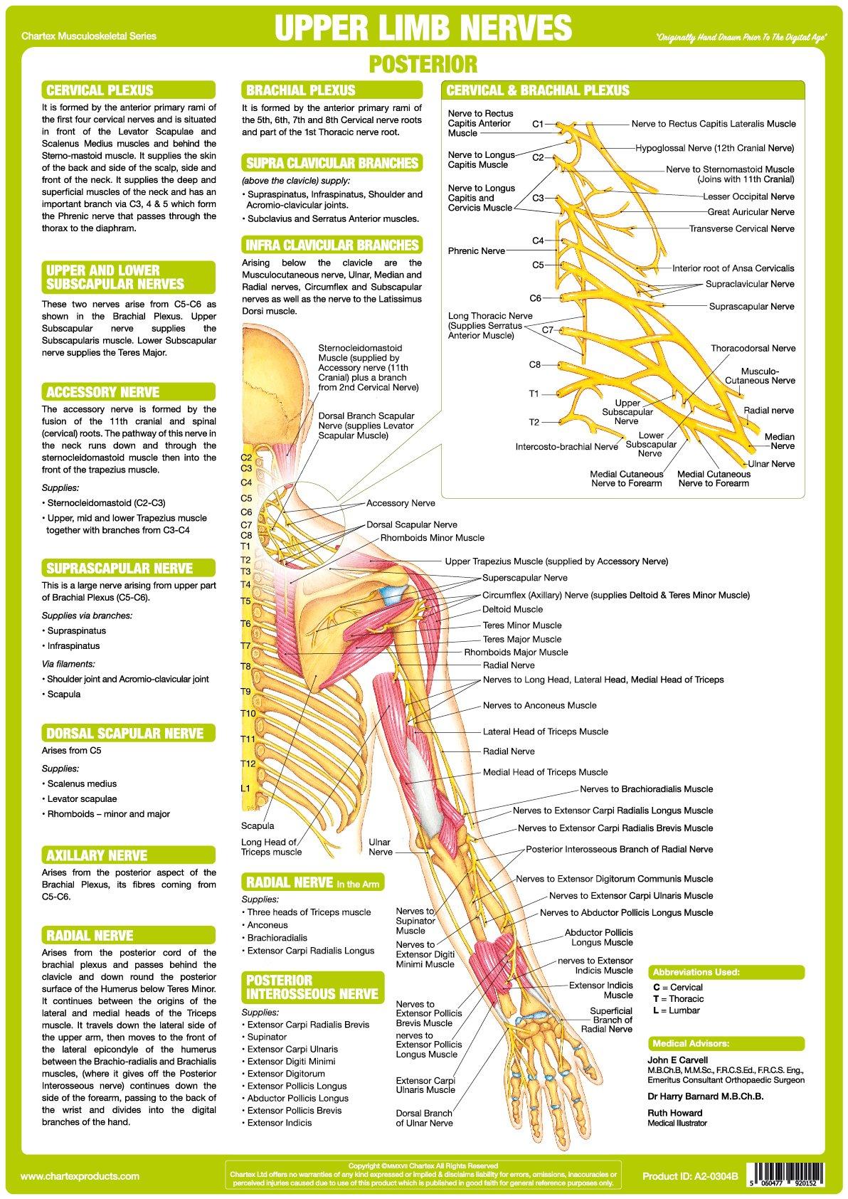 Upper Limb Nerve Chart - Posterior