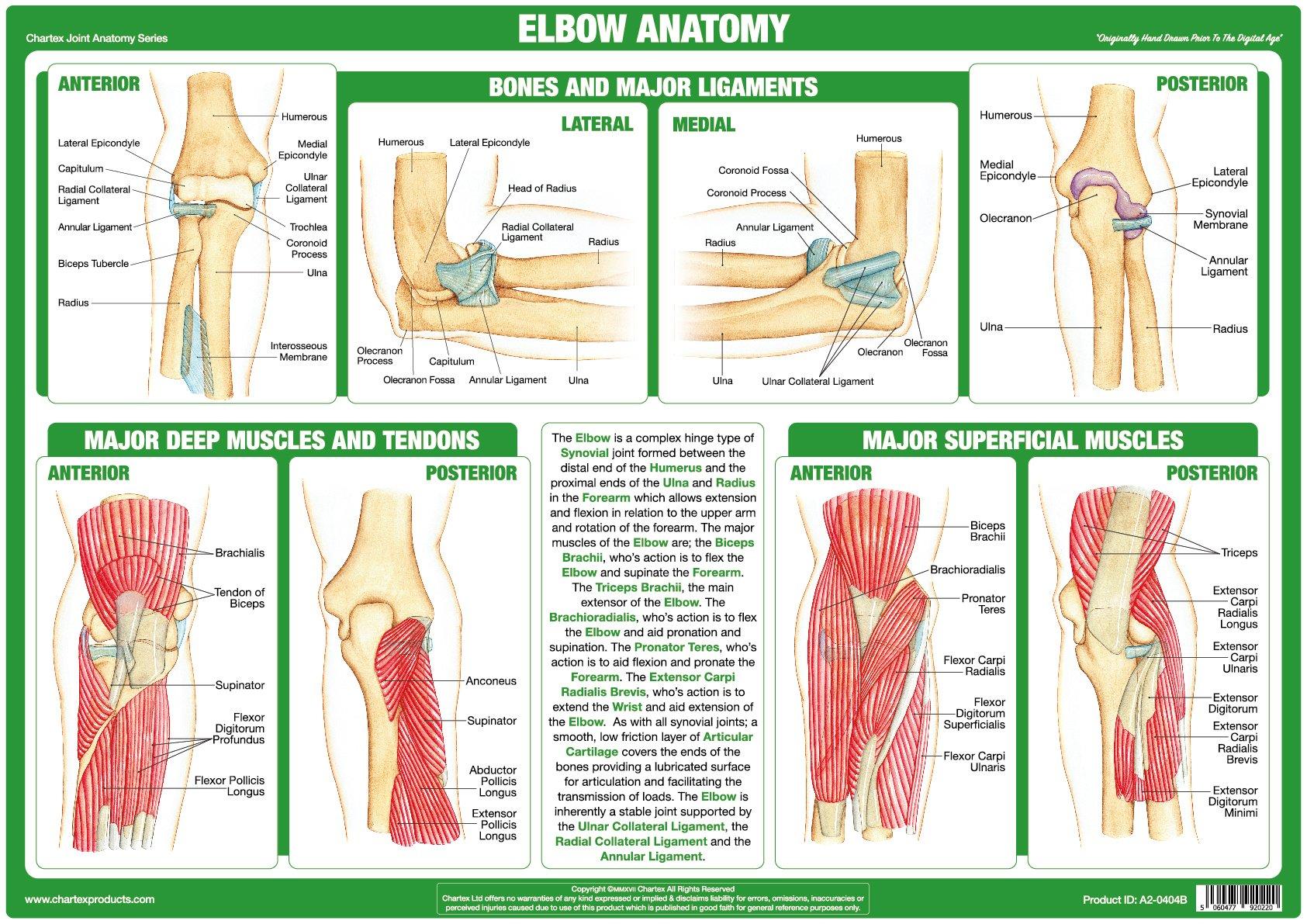 Elbow Joint Anatomy Chart