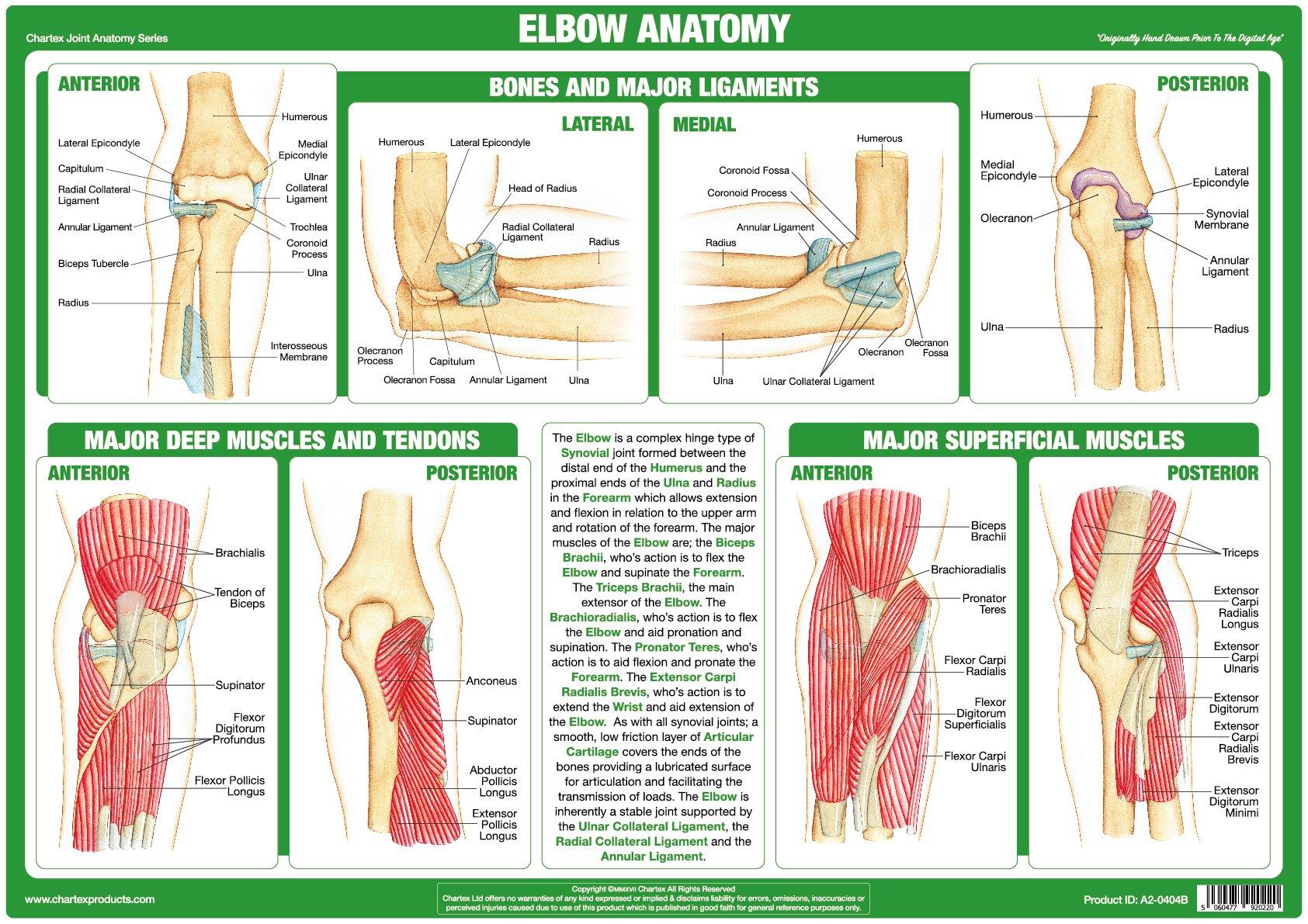 elbow-joint-anatomy-poster