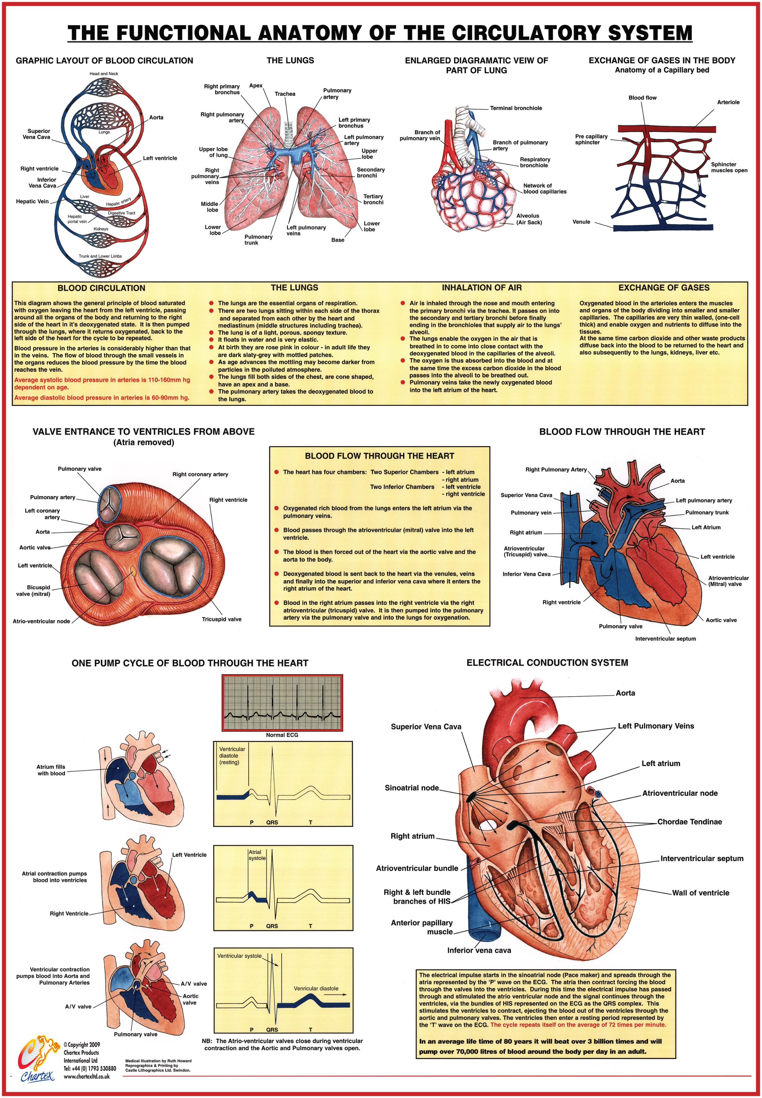 Circulatory System Functional Anatomy Chart