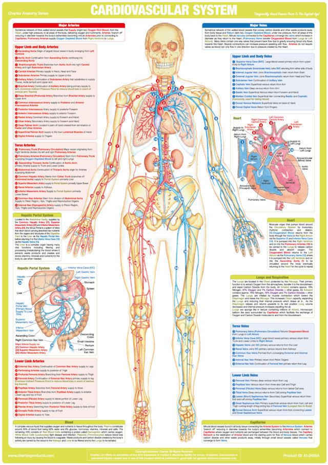 Cardiovascular System and Heart Related Charts