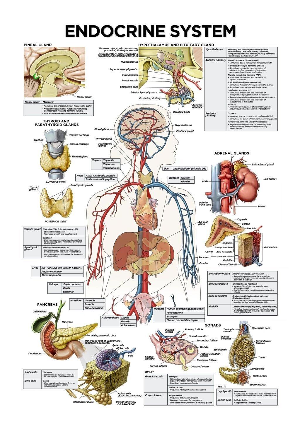 Endocrine System Poster | Hormonal System Chart