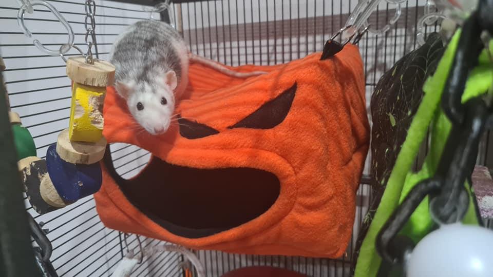 Fuzzbutt Halloween Pumpkin Monster Cube, fleecy hanging cage cube for rats, chinchillas, small furries