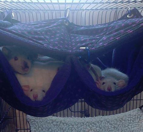 Fuzzbutt Stack and a half hammock for rats, chinchillas, small furries