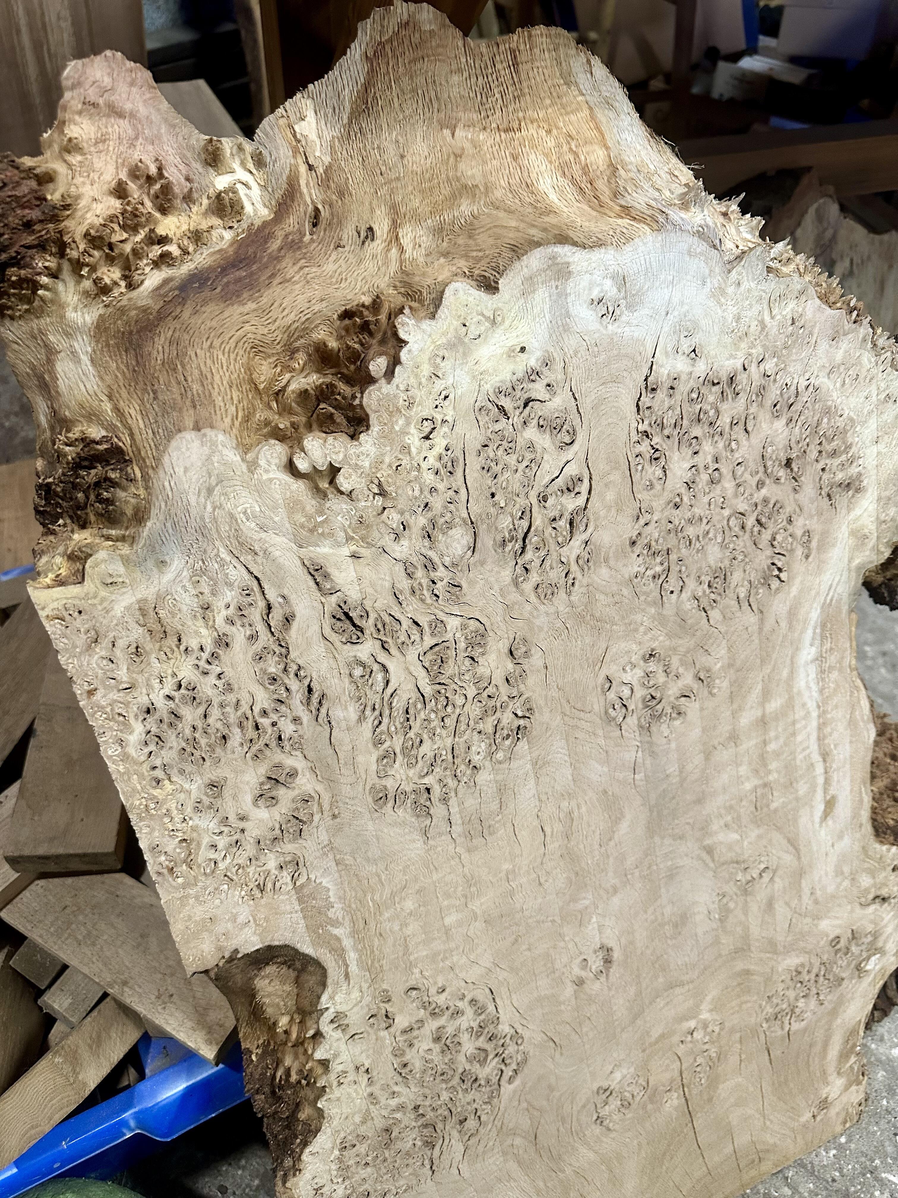 Oak burl / burr (0324)