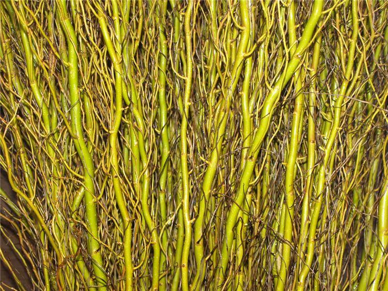 Fresh Curly Willow, 50 Branches, 4-5' Green