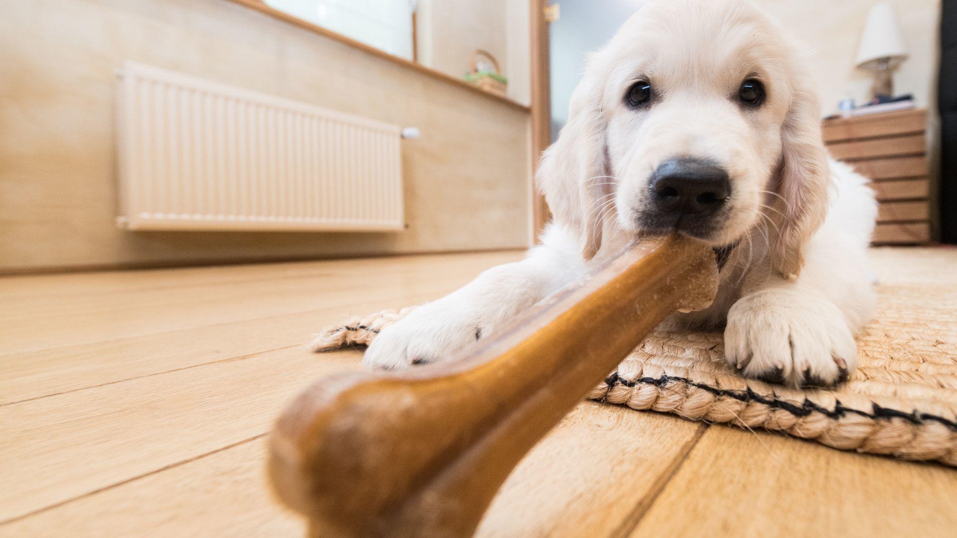 Puppy Starter Pack Essential Shopping List Vets4U