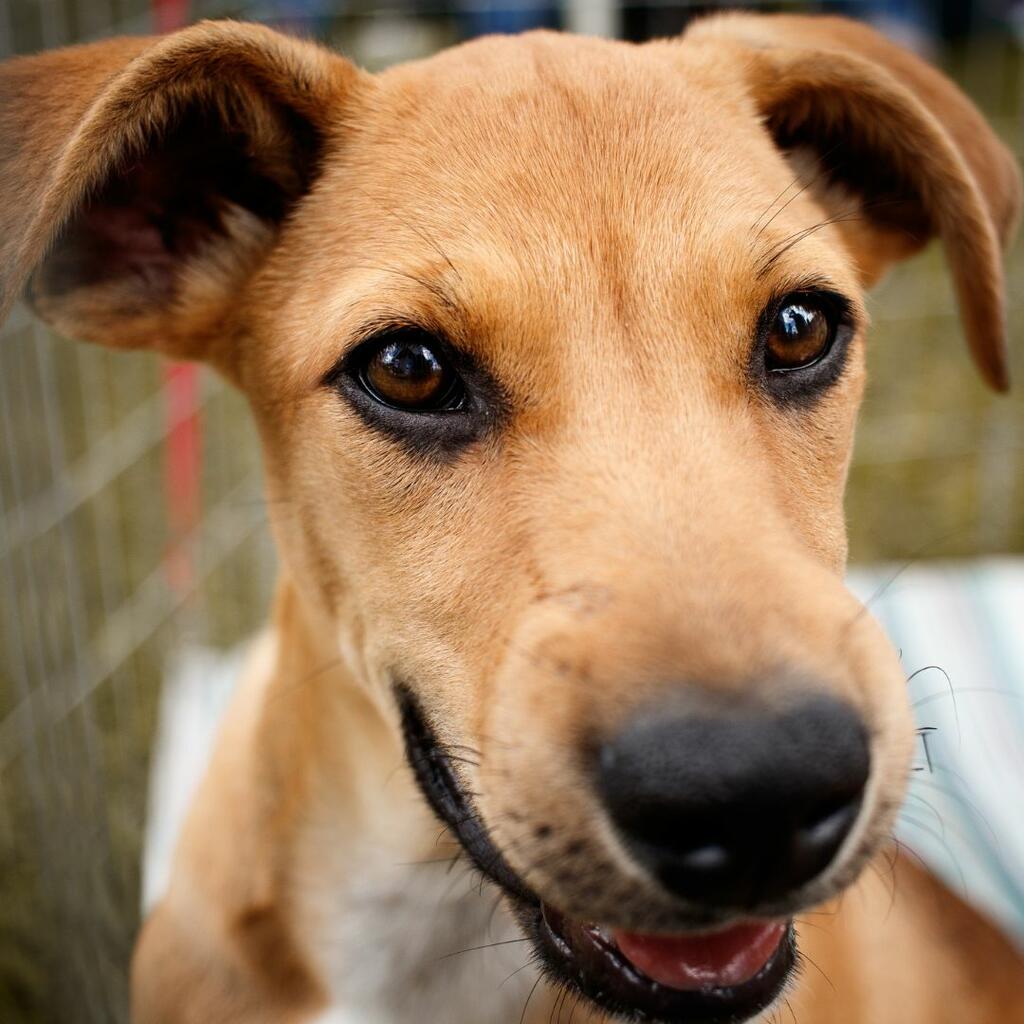 #Adopt Don't Shop