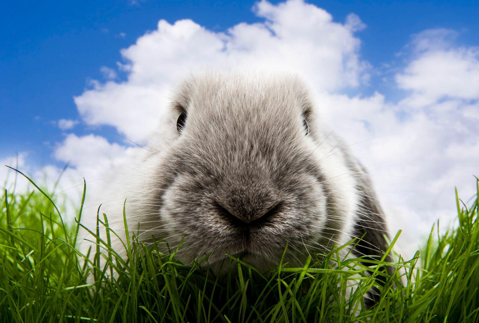 Rabbits as Pets: Considerations, Handling Tips, and Housing Requirements