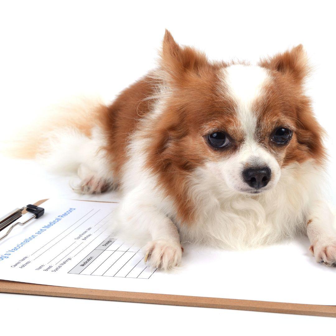 Dog prescriptions hot sale