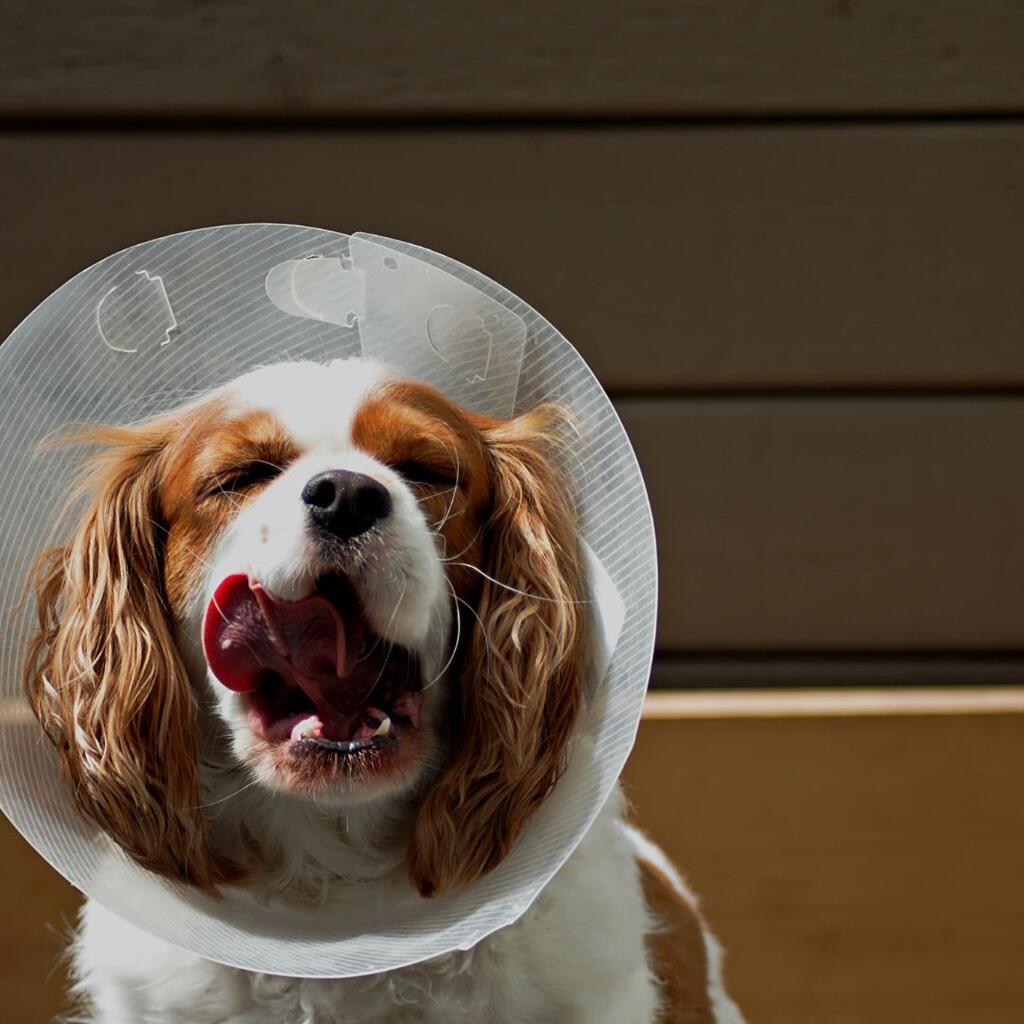 Neutering your dog