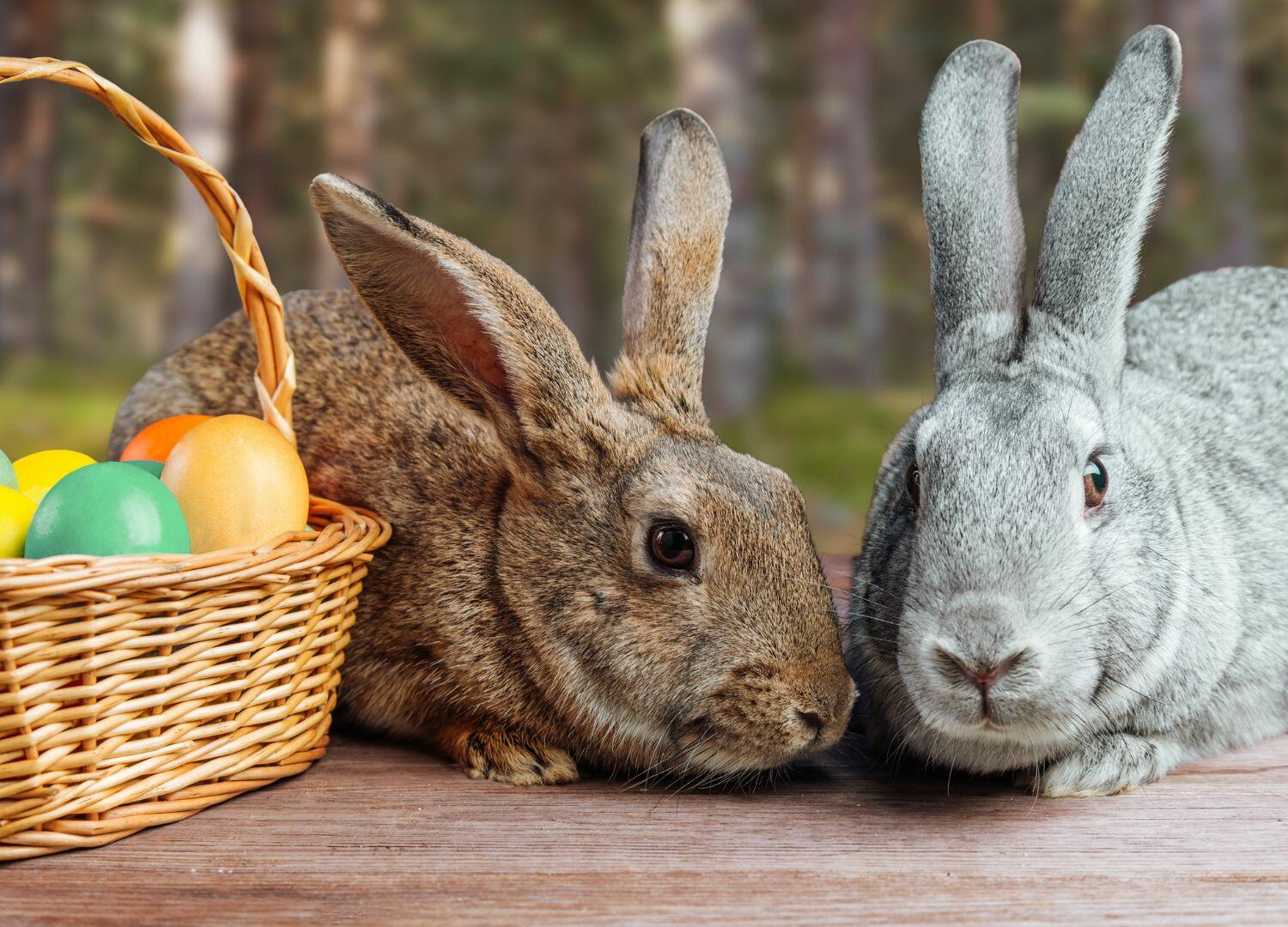 Improving Rabbit Welfare Housing Rabbits in Pairs and Its Impact Dr