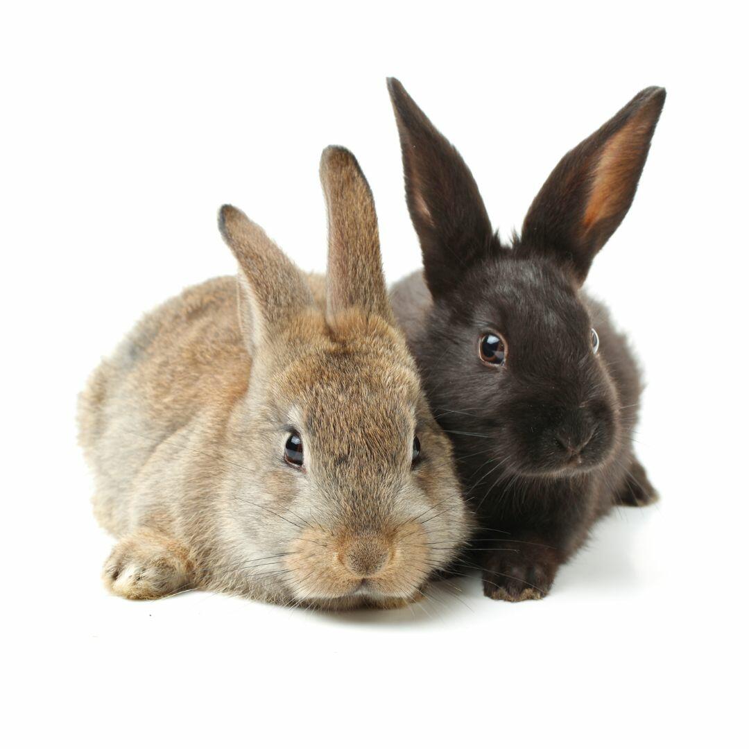 Improving Rabbit Welfare Housing Rabbits in Pairs and Its Impact Dr