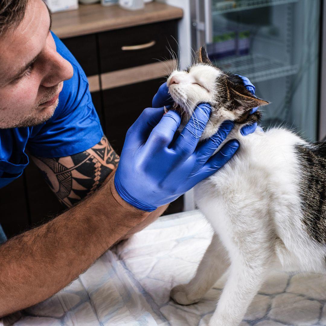 How to Give Tablets to Your Cat - Vets4u