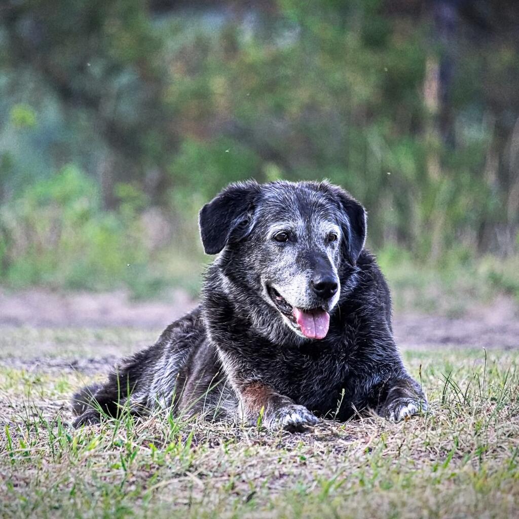 Caring for your Ageing Dog
